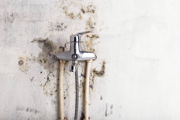 Best Mold Removal Company Near Me  in Swisher, IA