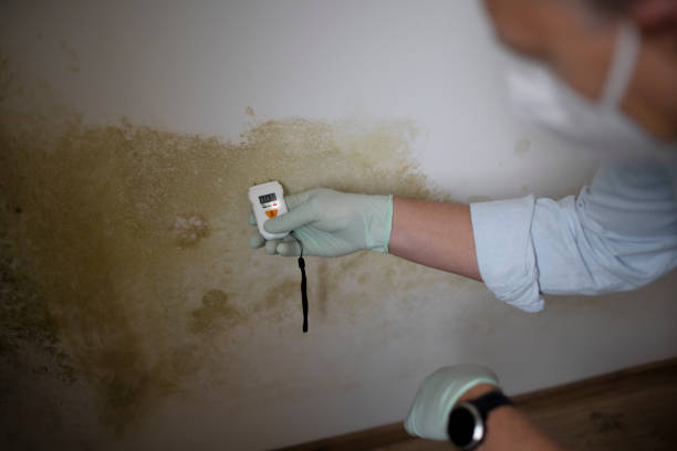 Best Crawl Space Mold Removal  in Swisher, IA