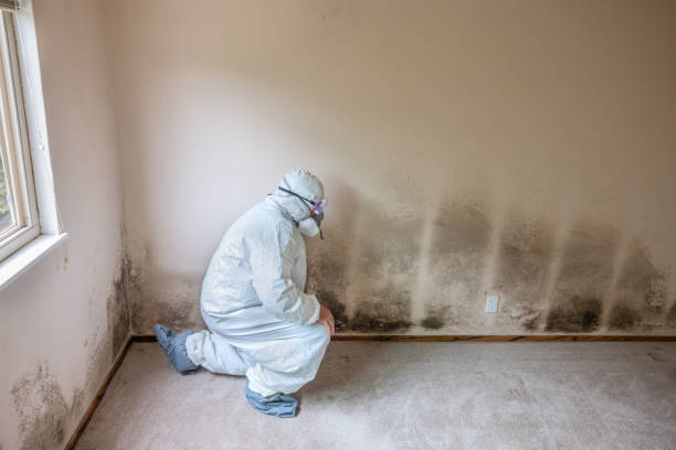 Best Toxic Mold Removal  in Swisher, IA