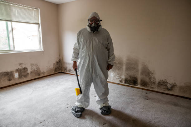 Best Mold Damage Repair  in Swisher, IA