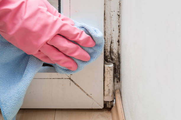 Best Emergency Mold Removal  in Swisher, IA