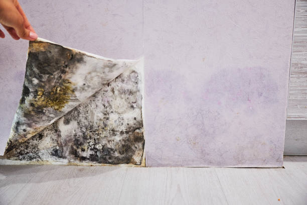Best Residential Mold Removal  in Swisher, IA